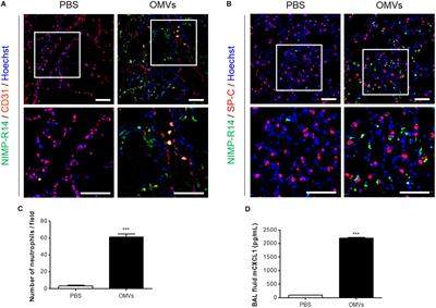 Outer Membrane Vesicles Derived From Escherichia coli Regulate Neutrophil Migration by Induction of Endothelial IL-8